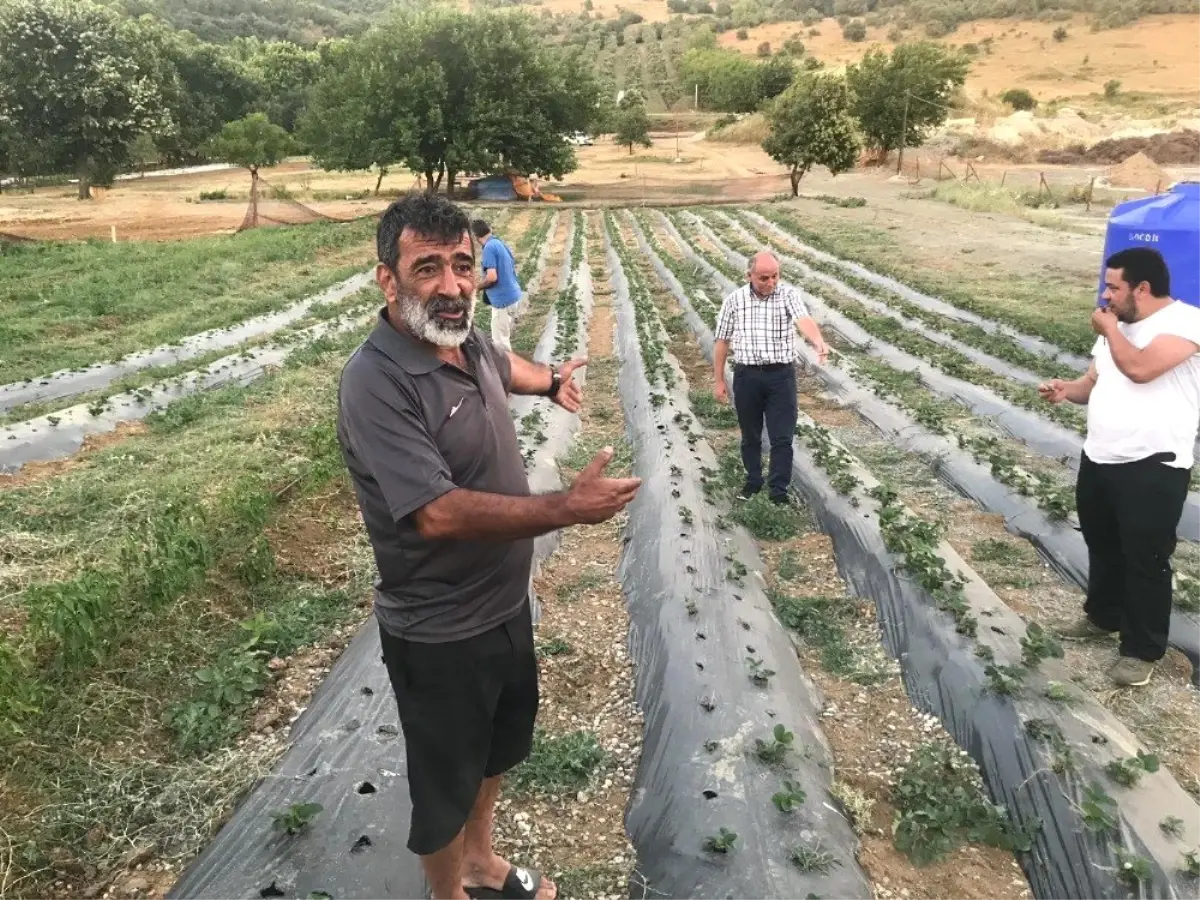 Armutlu\'da organik çiftlik sezonu başladı