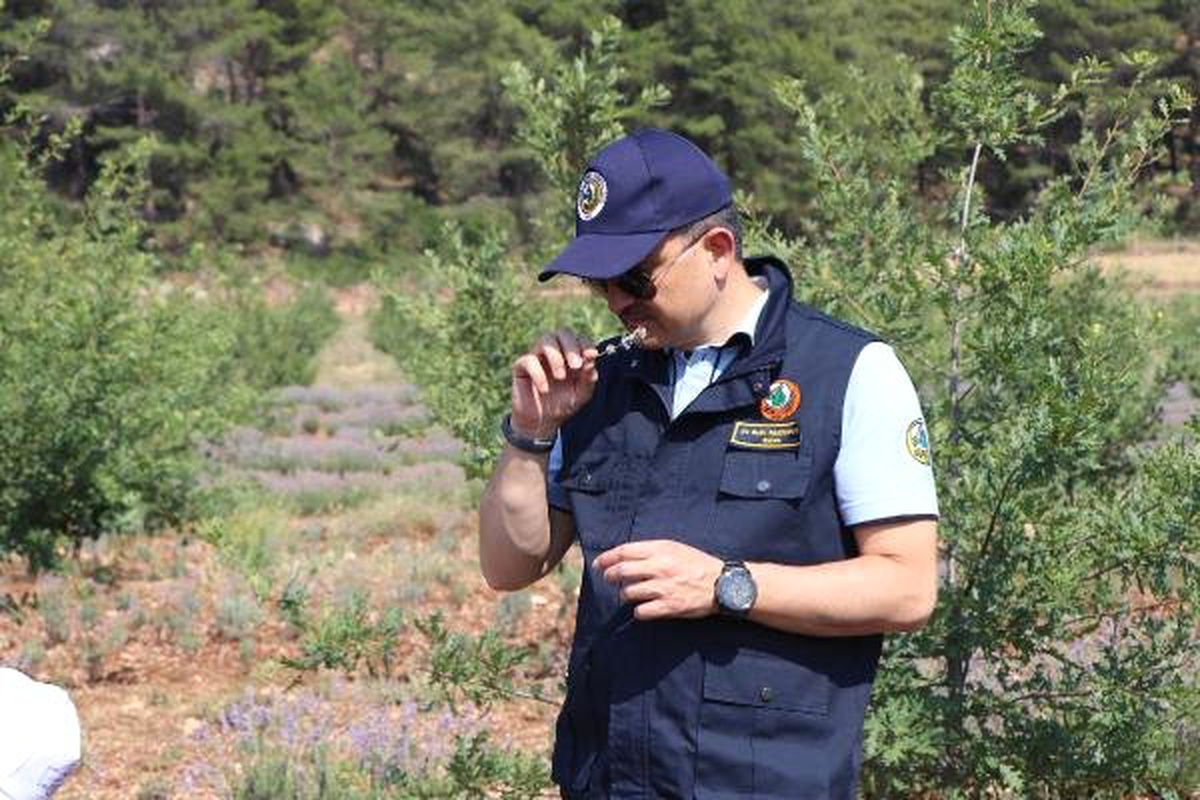 Bakan Pakdemirli, lavanta hasadı yaptı