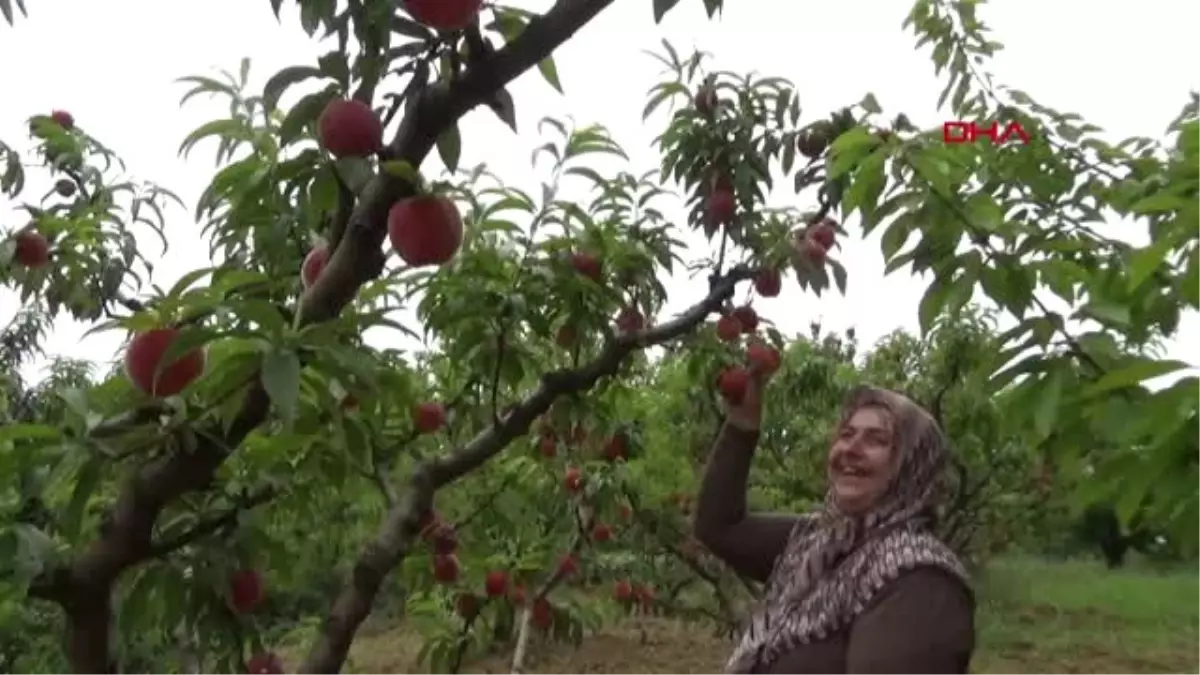 BURSA ŞEFTALİSİNİN HASADI BAŞLADI