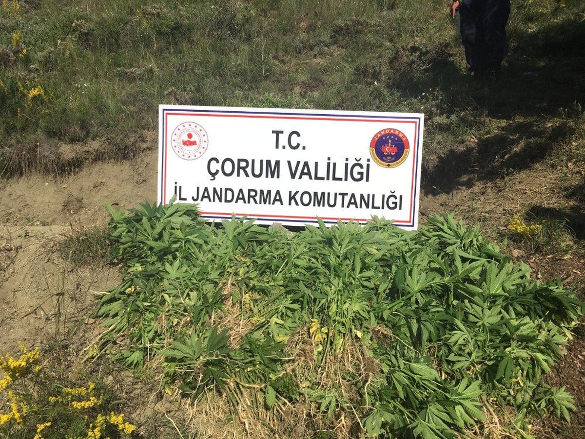 Çorum\'da jandarma bin 39 kök Hint keneviri ele geçirdi