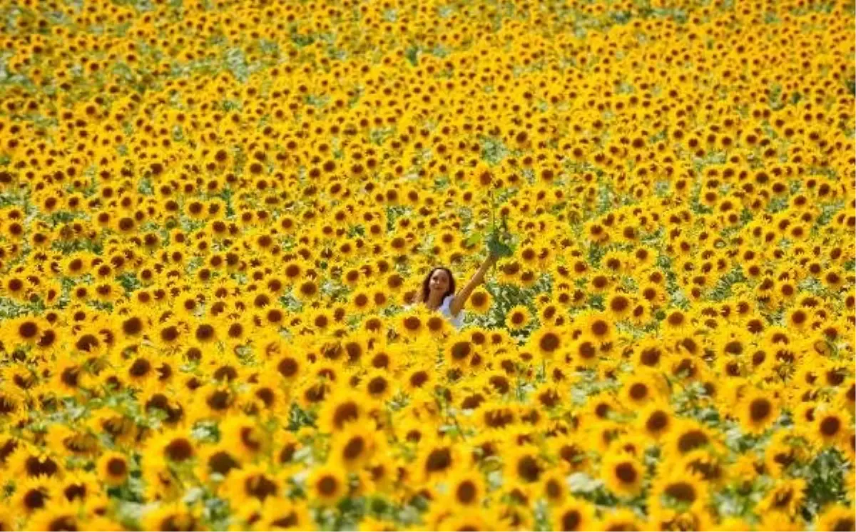 Doğal fotoğraf stüdyosu; ayçiçeği tarlaları