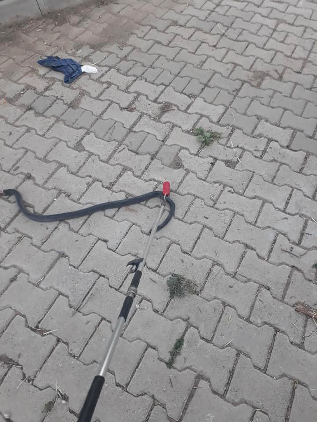 Eve giren yılanı itfaiye yakaladı