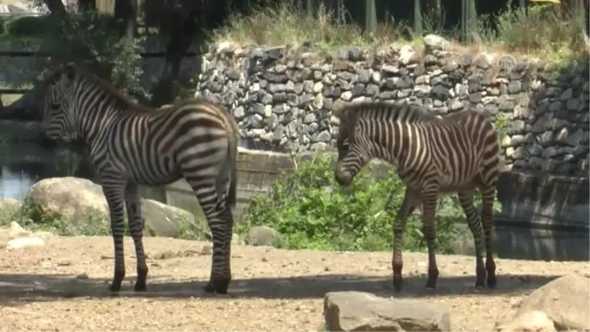 Hayvanat bahçesinde yavru zebra heyecanı