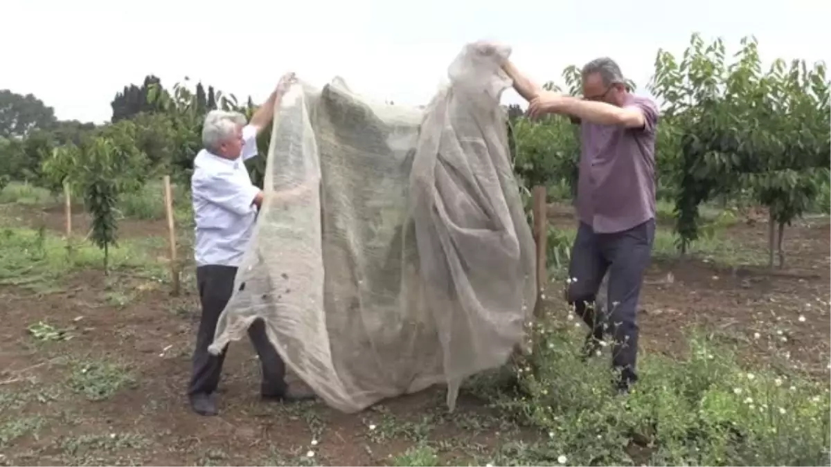 Kirazda çeşitlilik arayışı "meyve" vermeye başladı