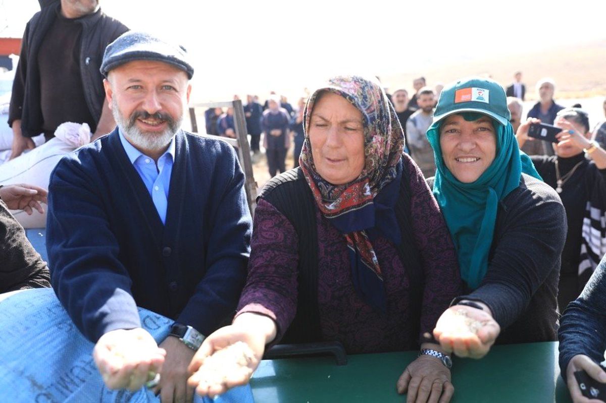 Kocasinan\'da Siyez Buğdaylar Hasada Hazırlanıyor