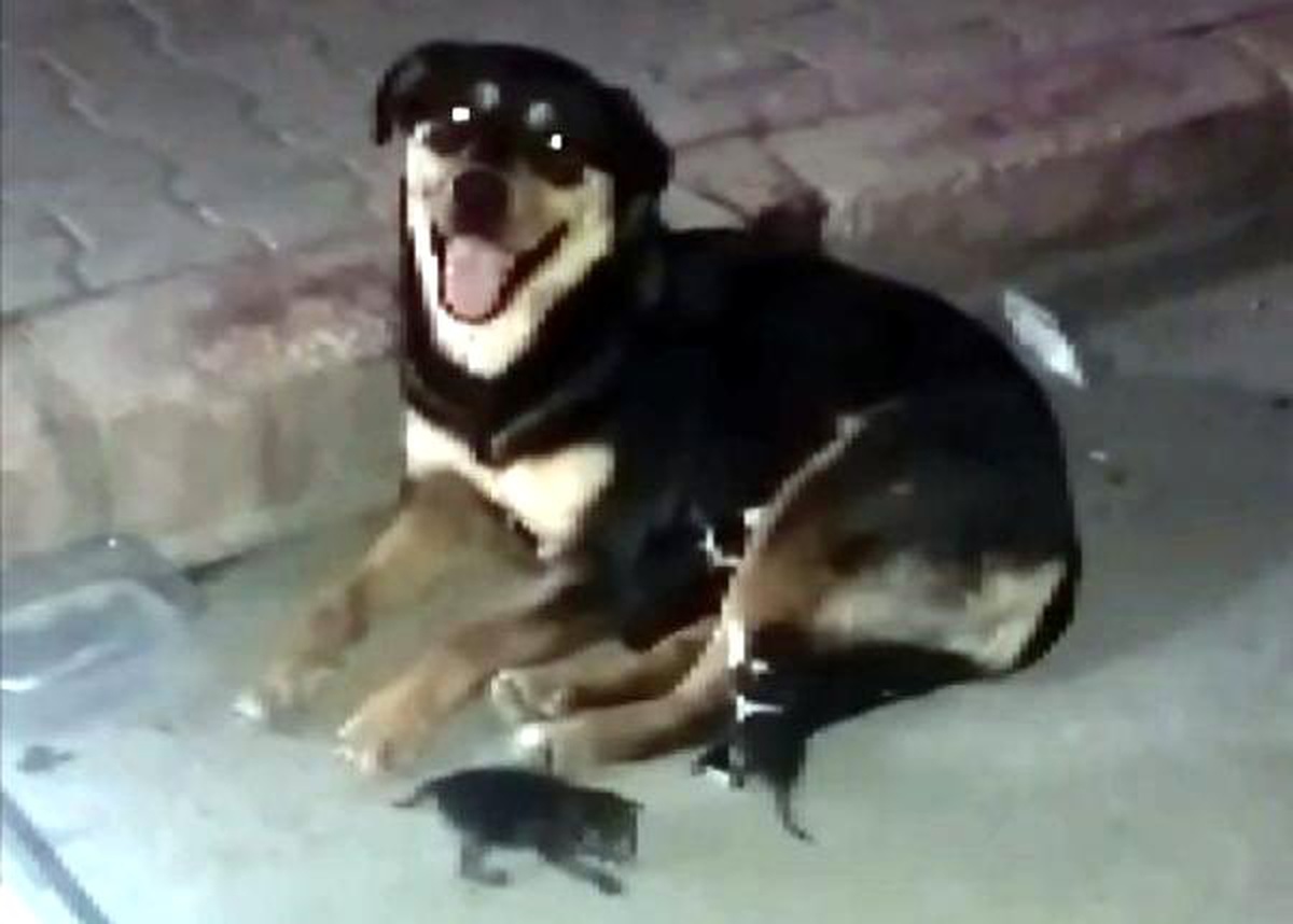 Köpek, anneleri ölen yavru kedileri emziriyor