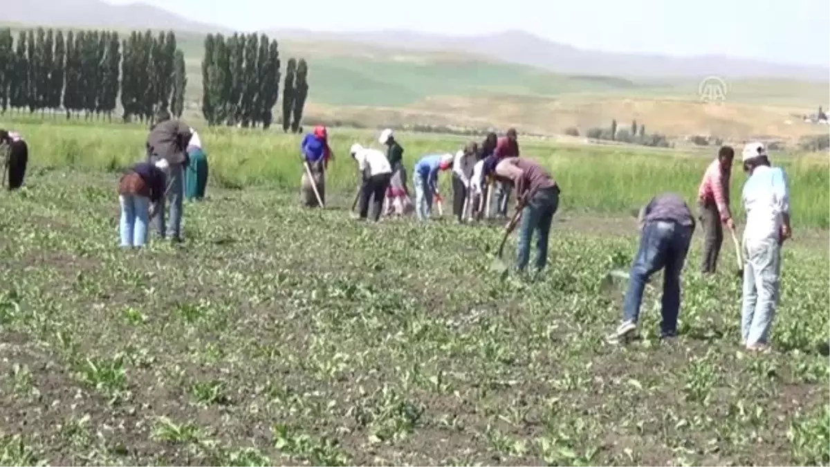 Mevsimlik işçilerin zorlu mesaisi - MUŞ