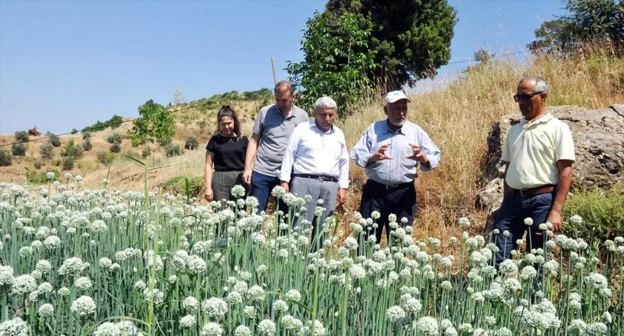 Muğlalı çiftçiler "Elcik soğanı"nı markalaştırmak istiyor