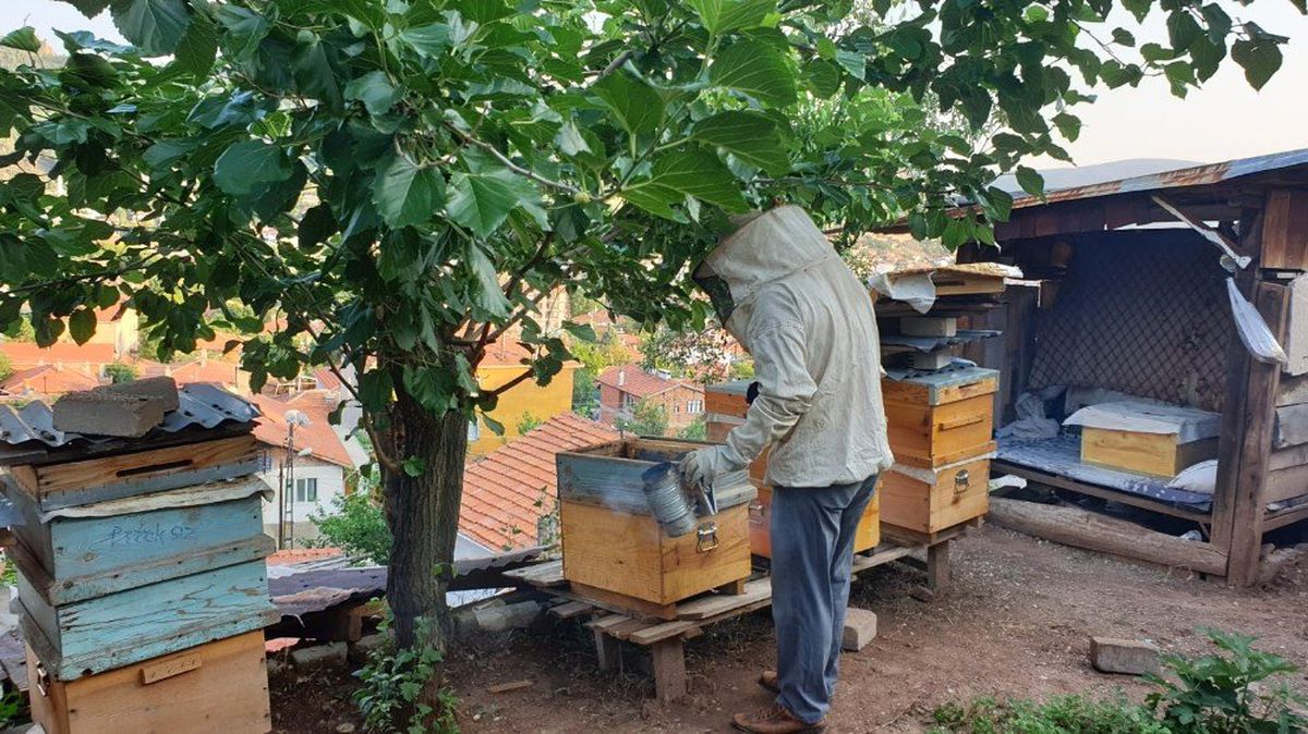 Nallıhan\'da 2019 yılı bal hasadı erken başladı