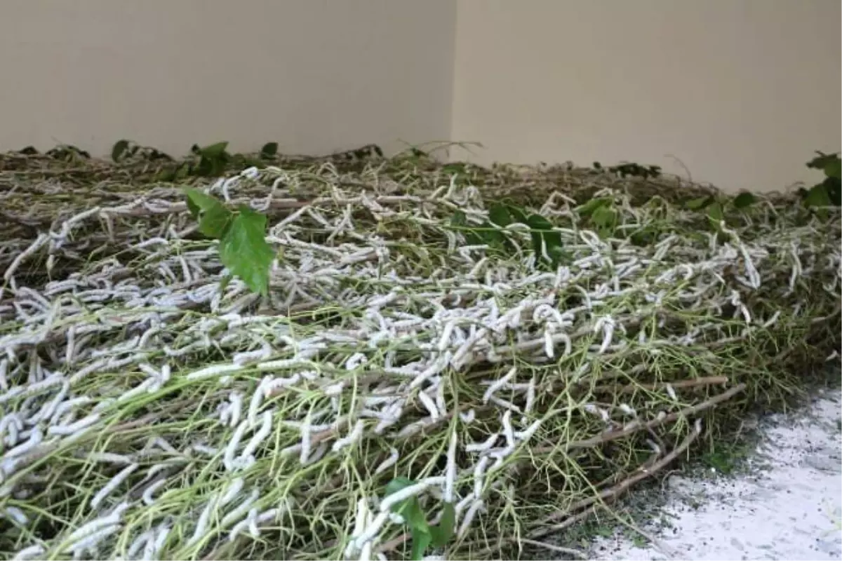 Nallıhan\'da ipek böceği gelir kapısı oldu