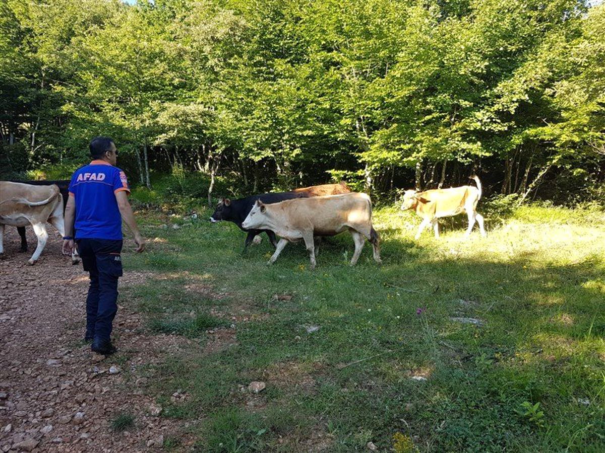 Ormanda kaybolan inek sürüsünden 9\'u AFAD insansız hava aracı ile bulundu