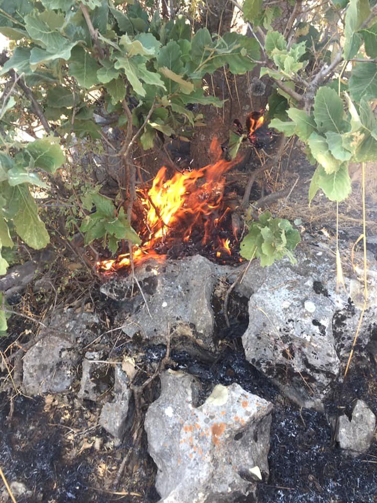 Sincik ilçesinde orman yangını