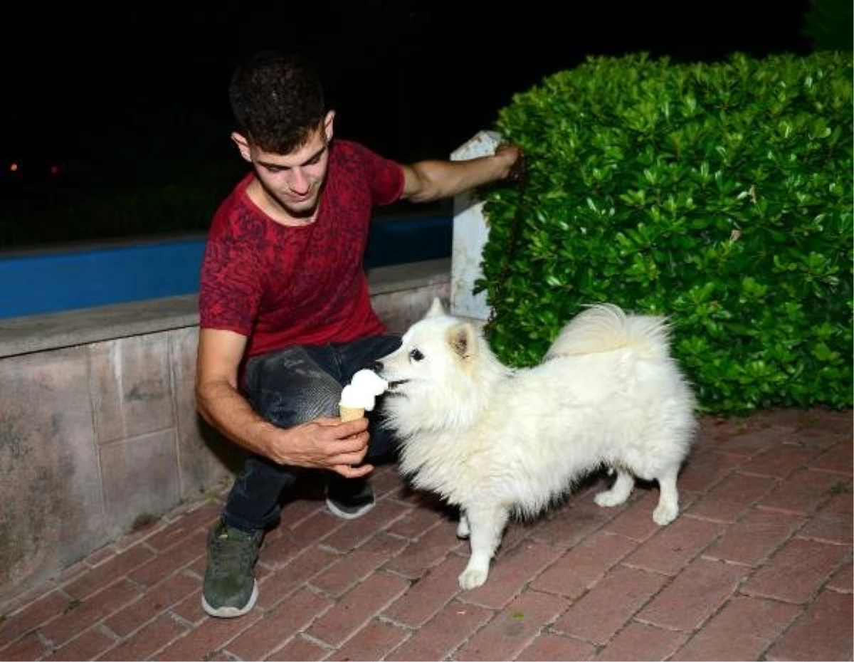 \'Ayaz\' köpek dondurma seviyor