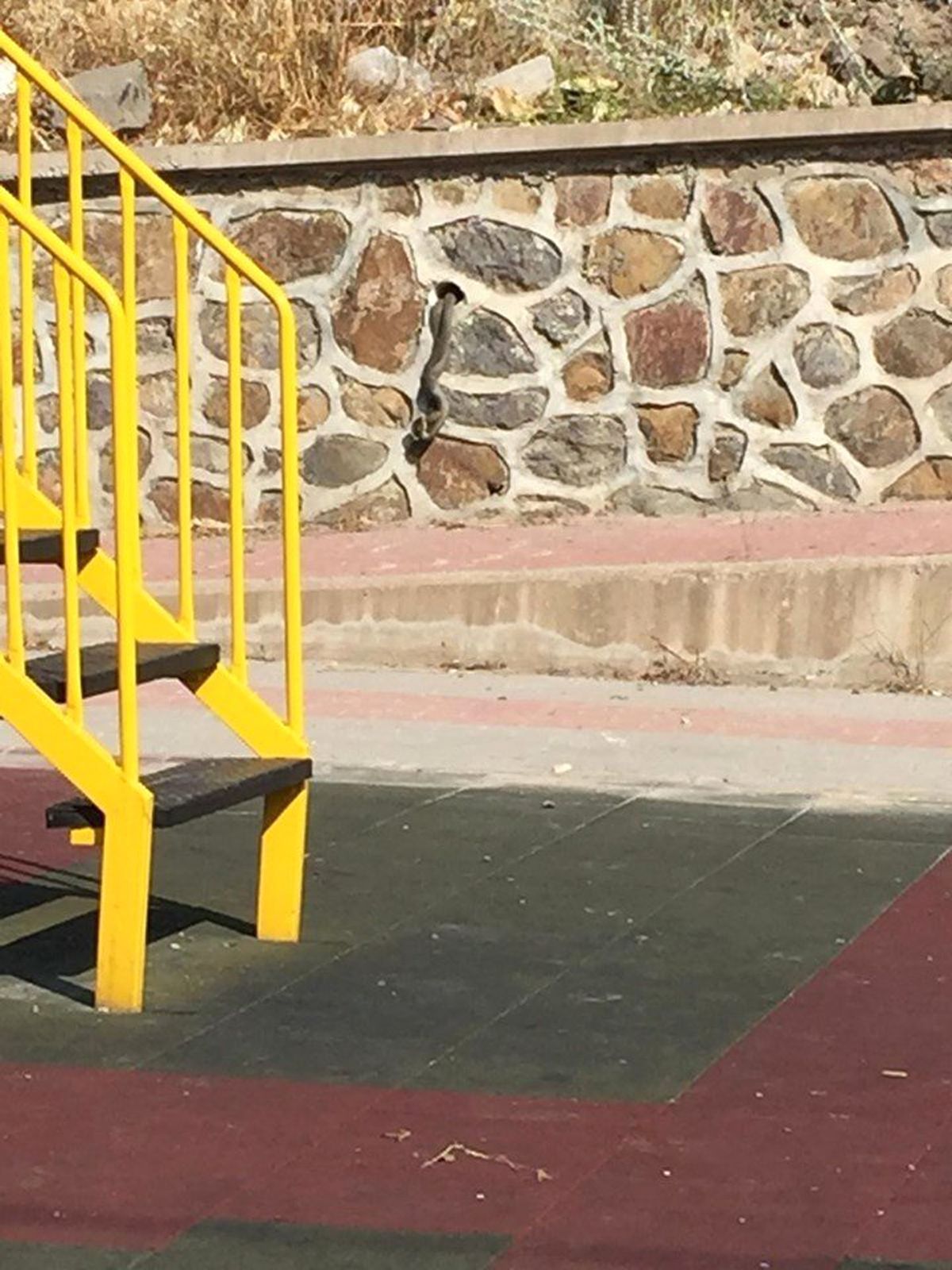 Çocuk parkında korku dolu anlar! Yılanlar duvardan çıktı