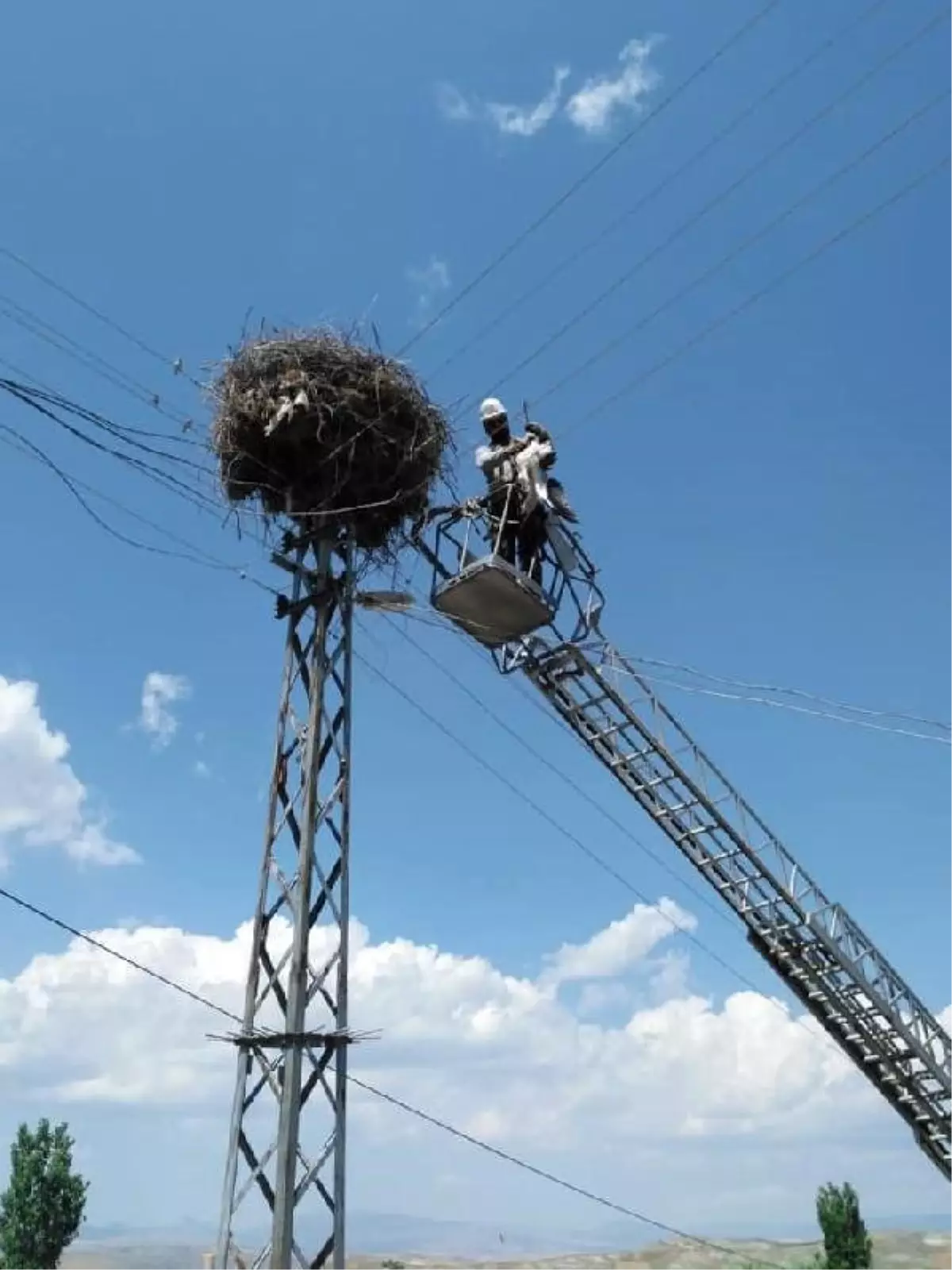 Elektrik telinde mahsur kalan yavru leylek kurtarıldı