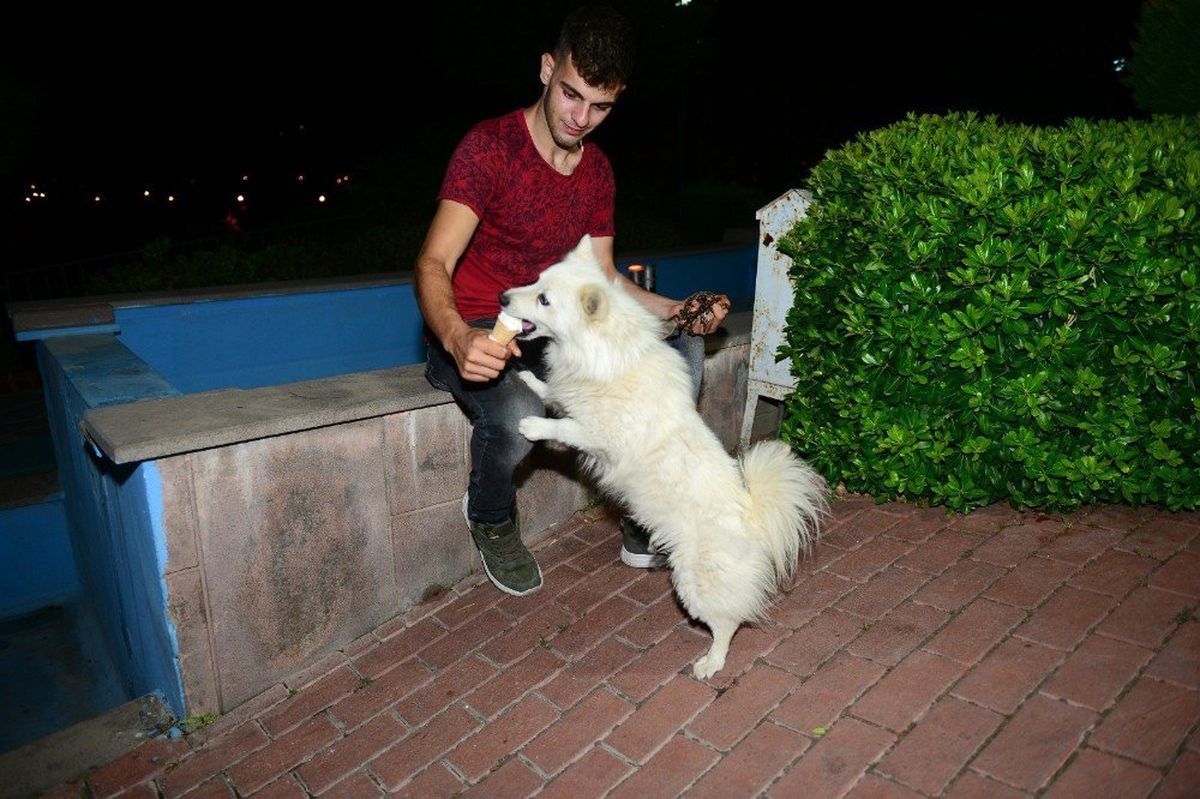 Eskimo cinsi köpeğin dondurma aşkı