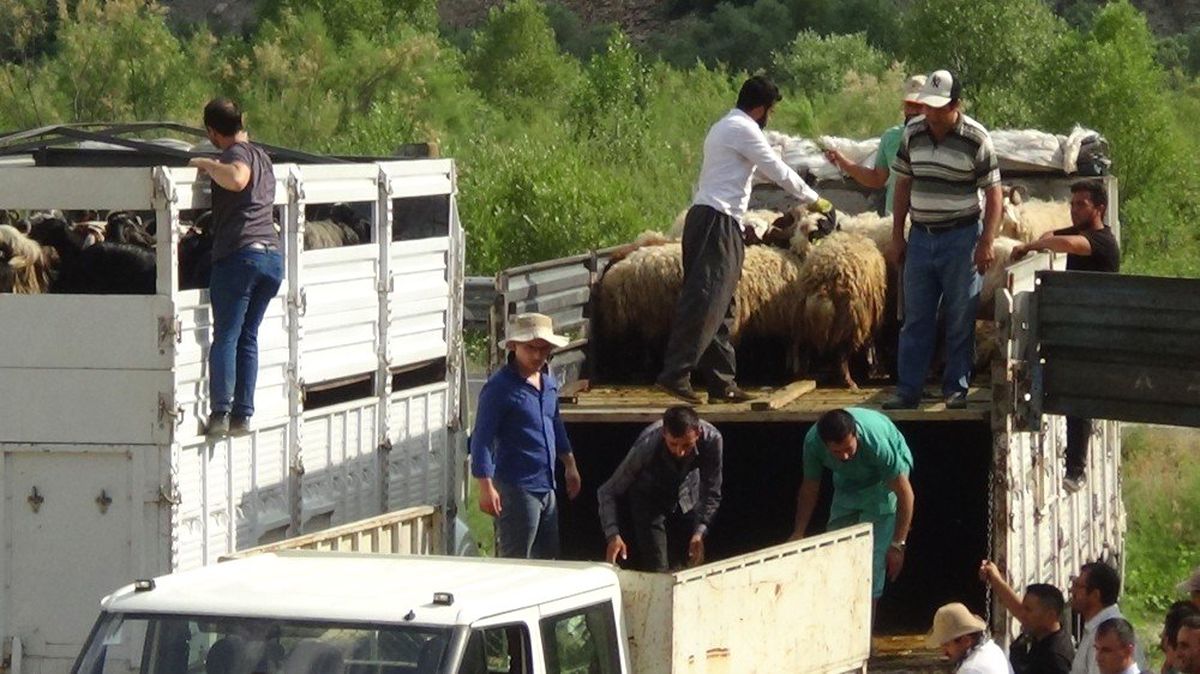 Hakkari\'de 987 küçük baş hayvan dağıtıldı