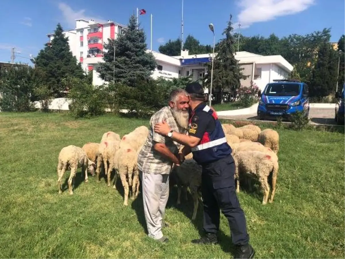 İstanbul\'da çalınan 39 küçükbaş, Tekirdağ\'da bulundu