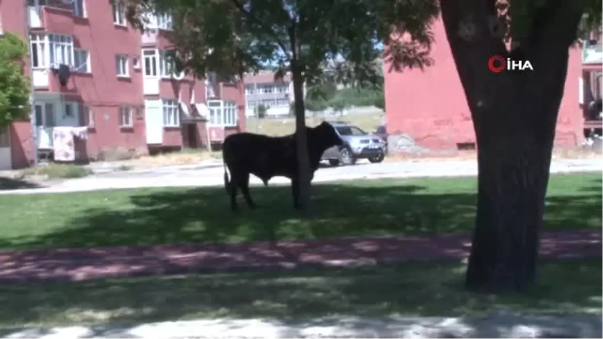 Kaçan boğa vatandaşlara zor anlar yaşattı, 2 kişiyi de yaraladı... O anlar kamerada