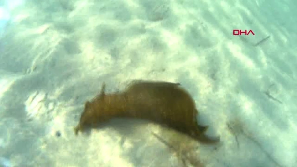 Çanakkale Boğazı\'nda deniz tavşanı görüntülendi