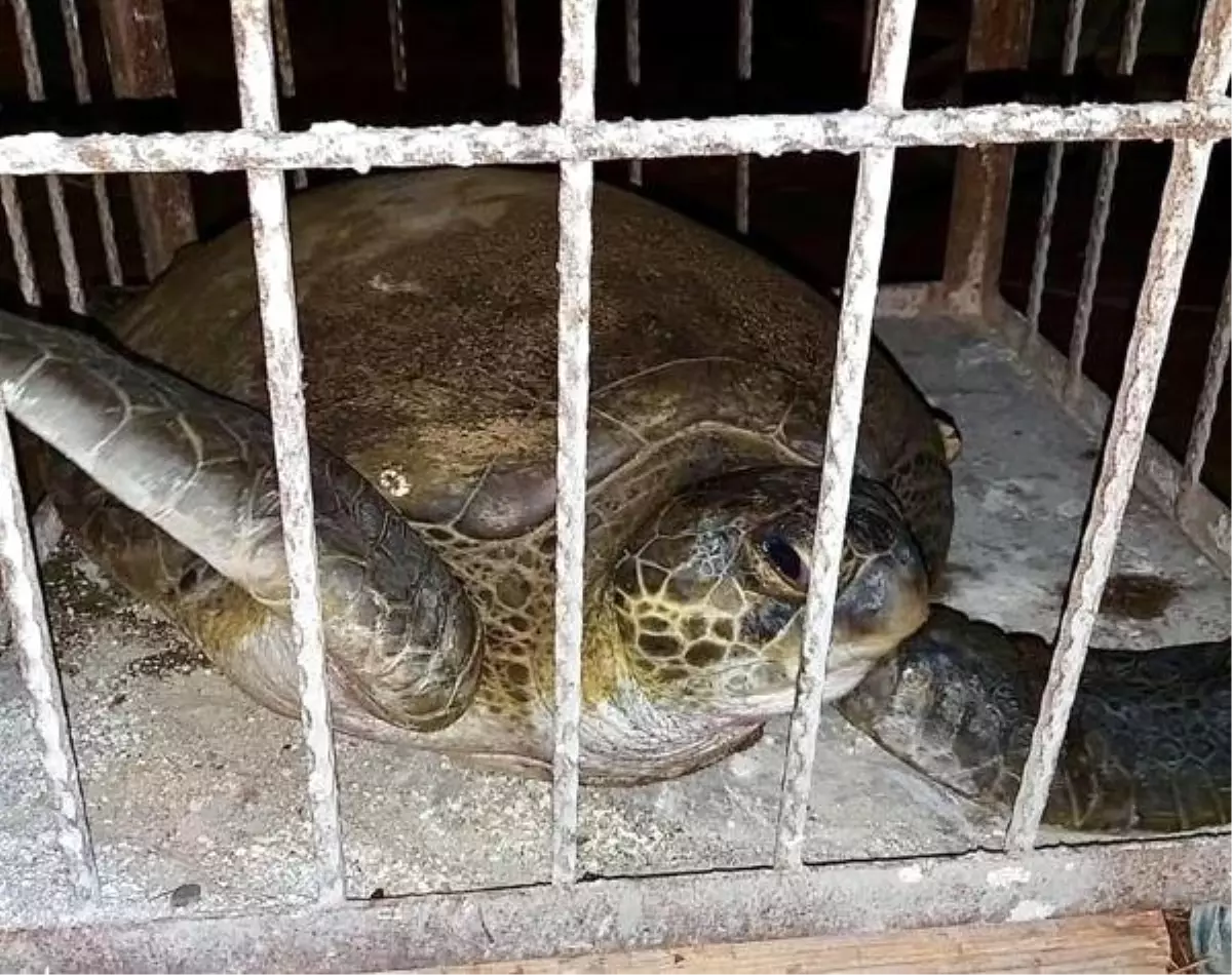 Caretta carettaları ölümden kurtardılar