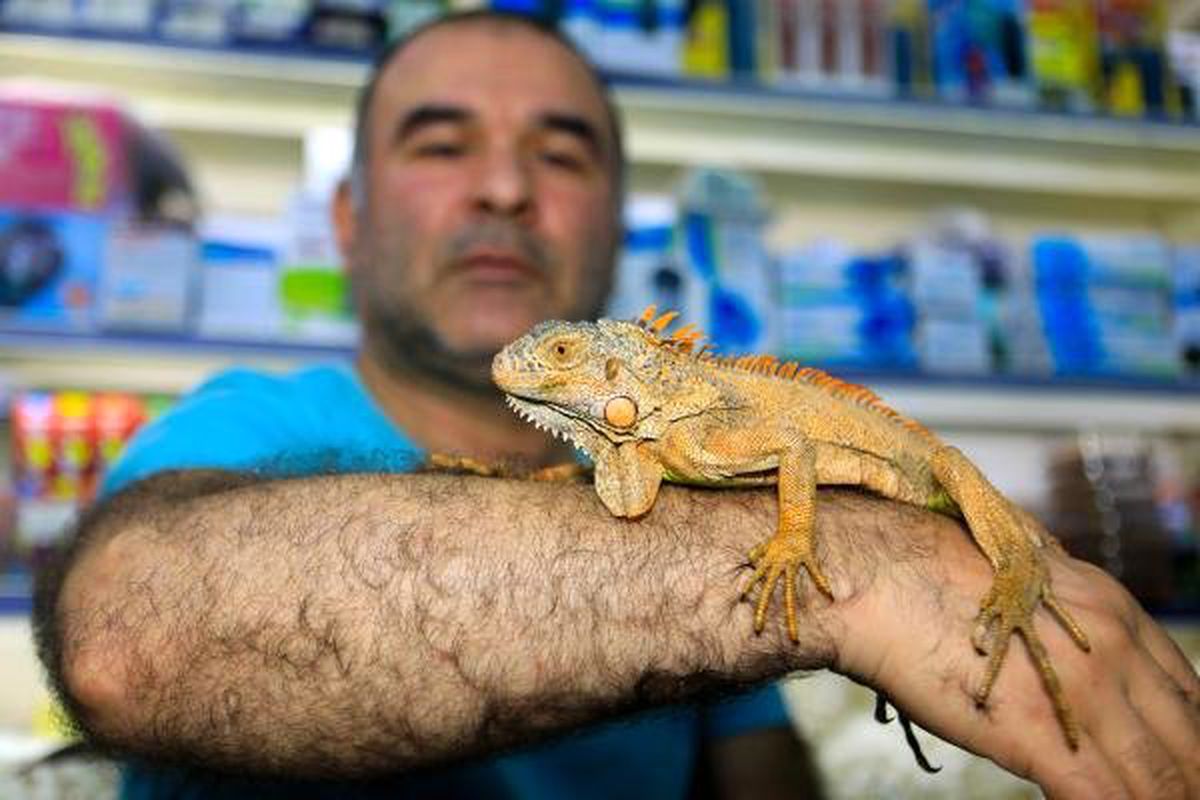 Gençlerin iguana ilgisi