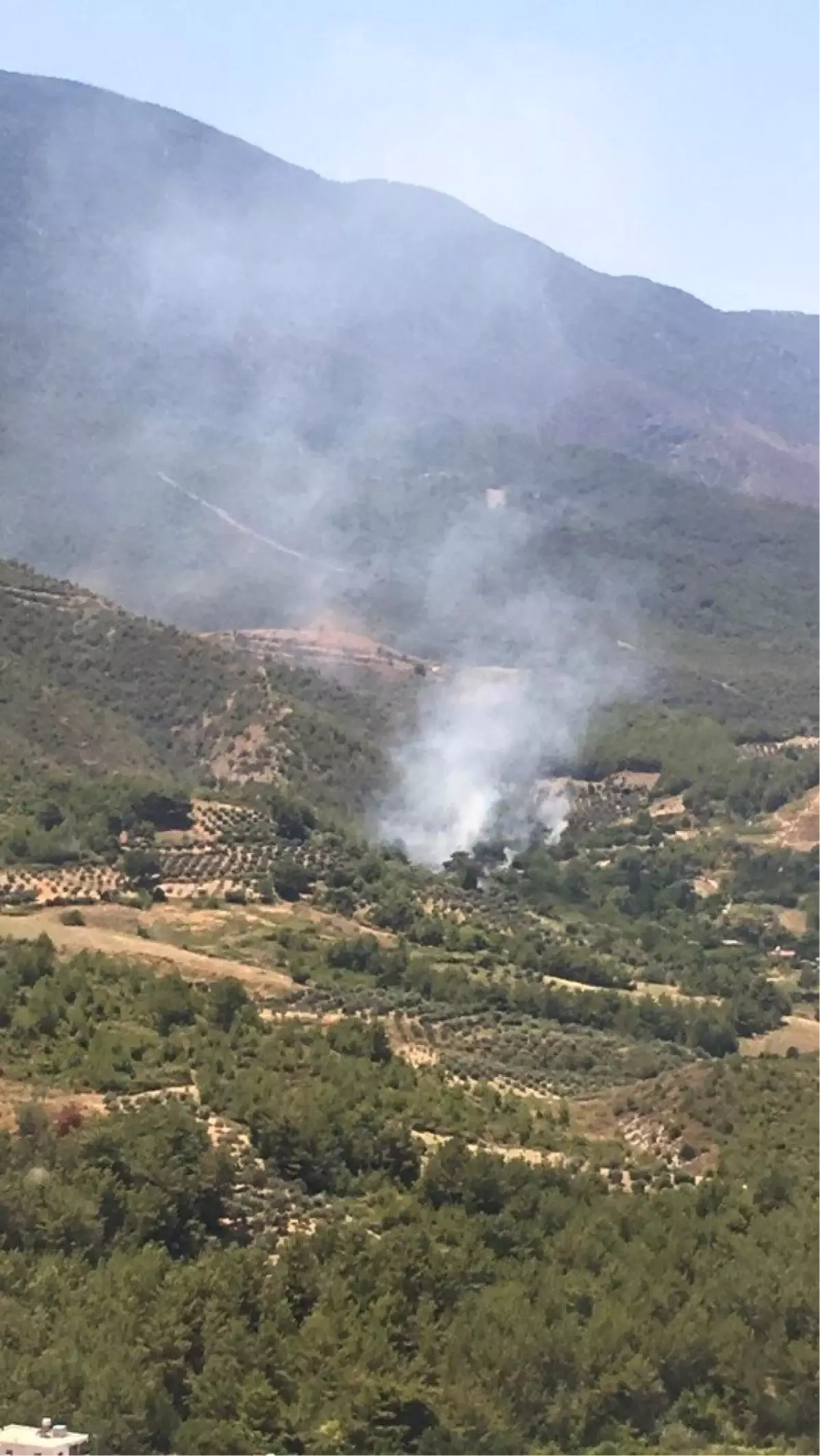 Hatay\'da anız ateşinden orman yangını çıktı