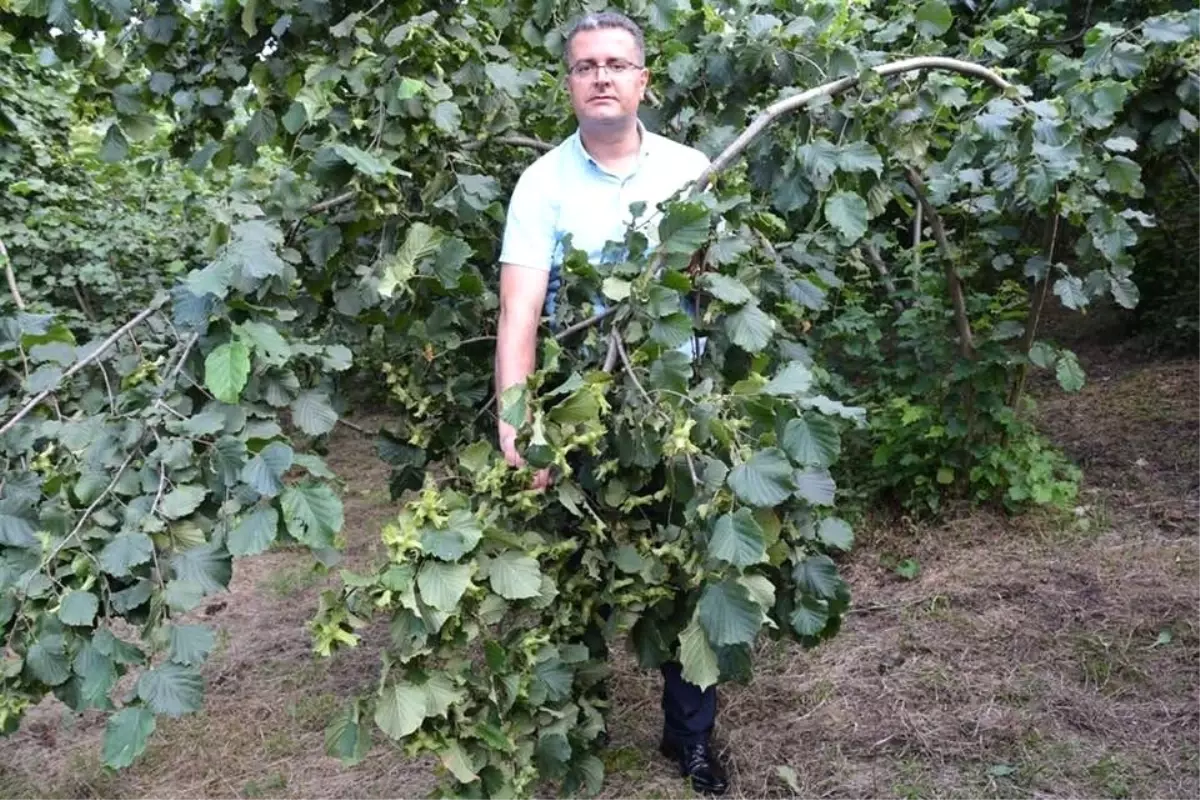 Ordu\'da fındık rekolte tahmini çalışmaları başladı