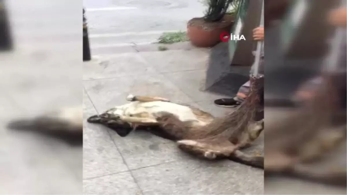 Temizlik işçisinin köpeğe masajı renkli görüntüler oluşturdu