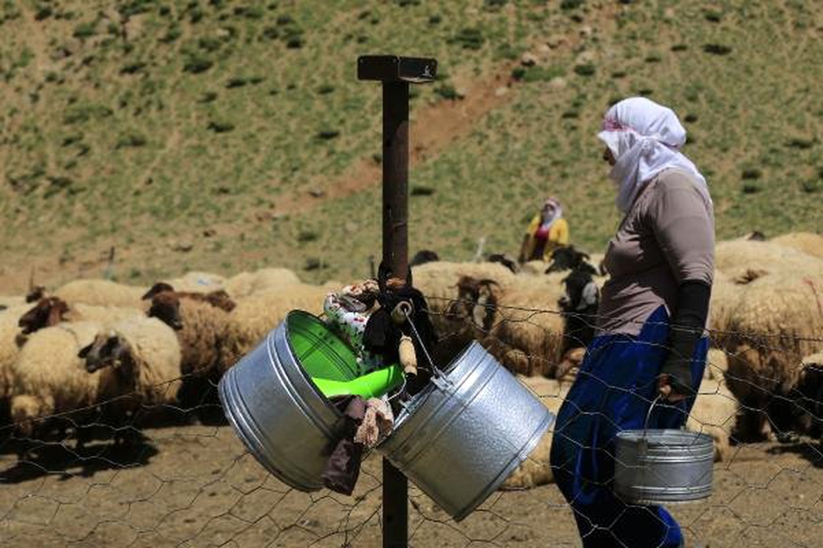 Yüksekova\'da yaylacı kadınların zorlu mesaisi