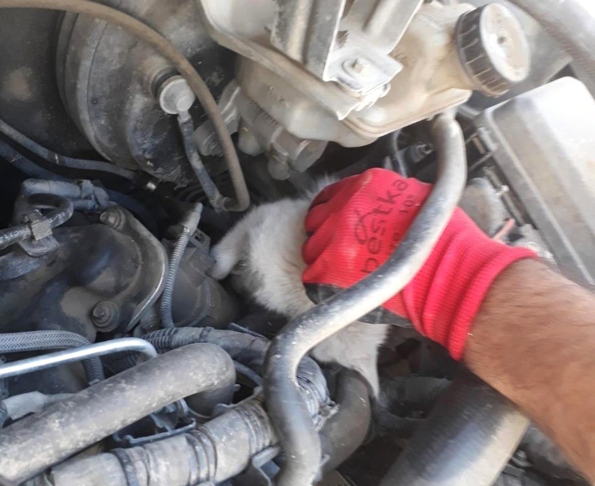 Aracın motor bölmesine sıkışan yavru kedi kurtarıldı