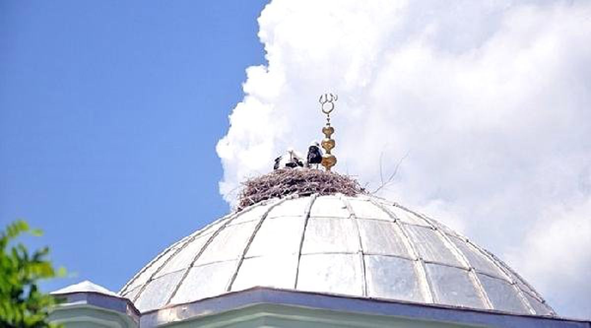 Cami kubbesindeki leylekler elektrik akımına kapıldı