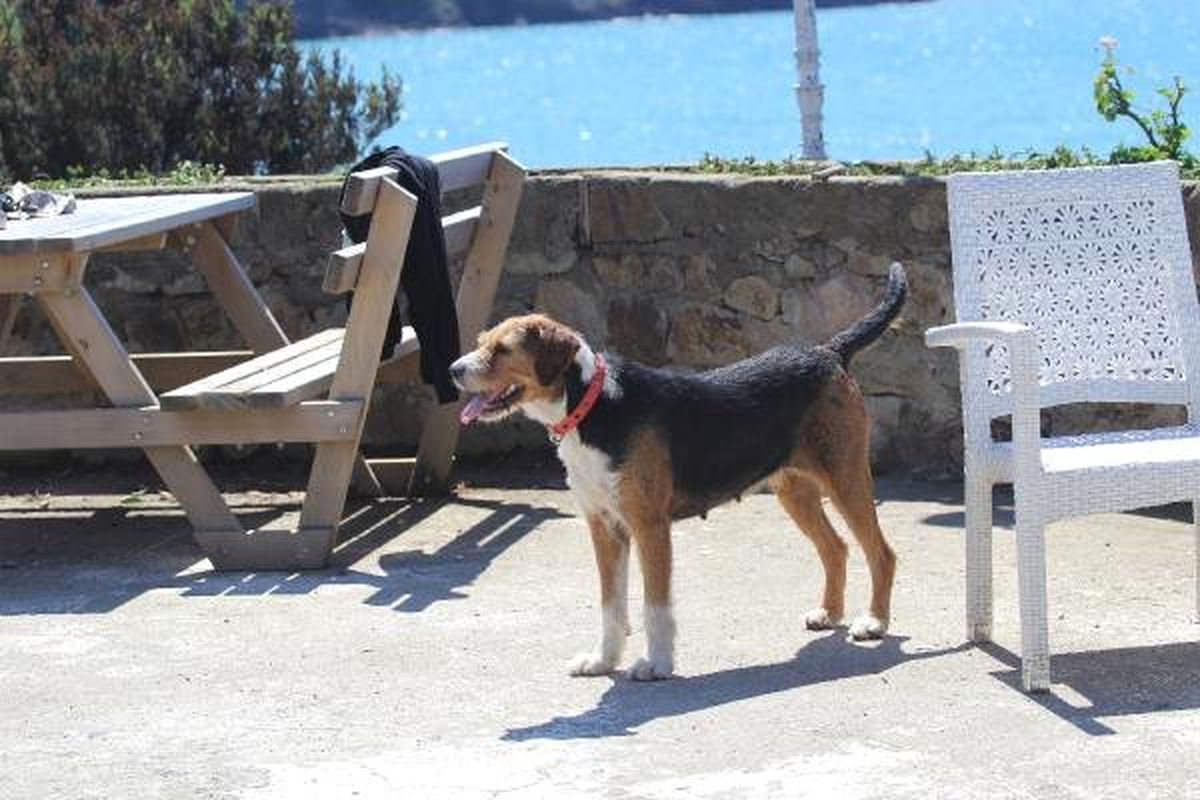 Denizde kaybolan müzik öğretmeninin köpeği, kıyıdan ayrılmıyor