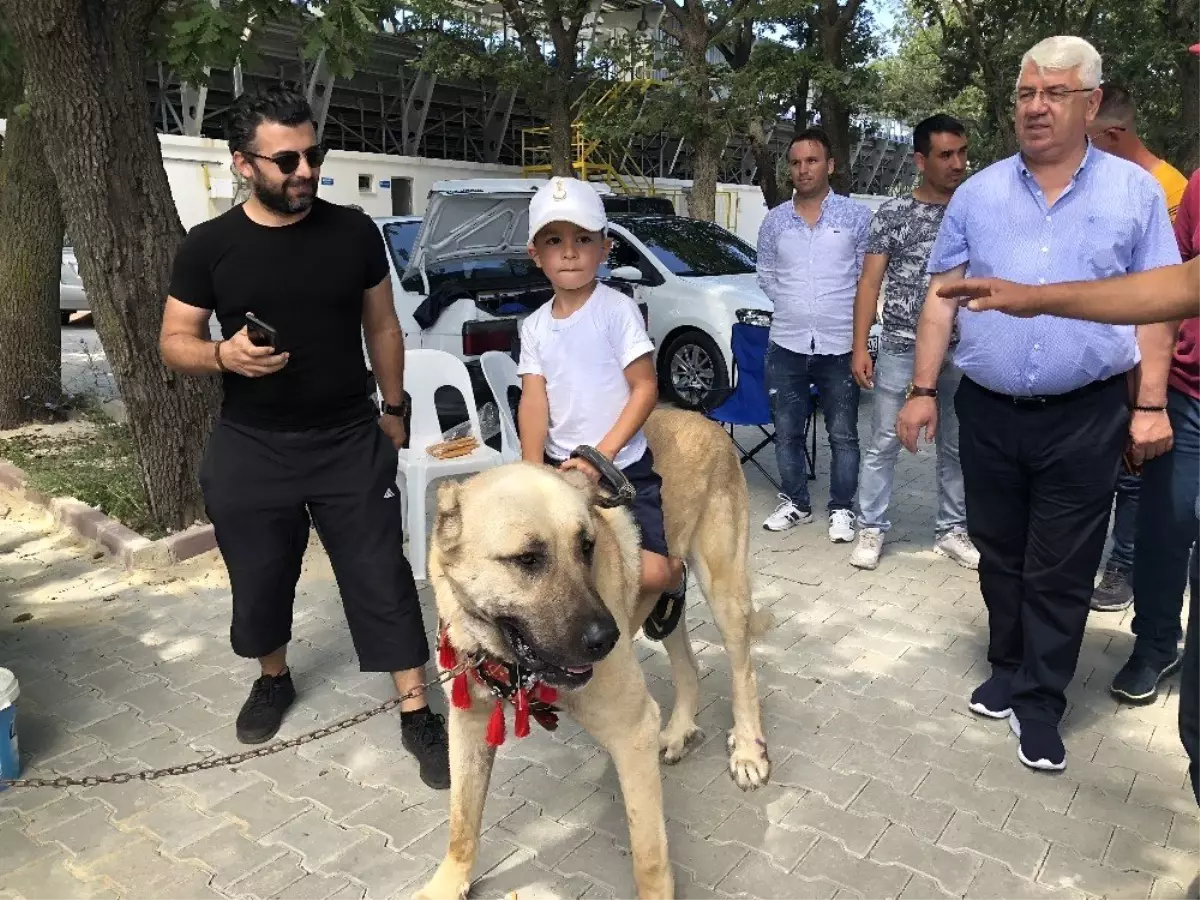 En güzel köpek seçildi