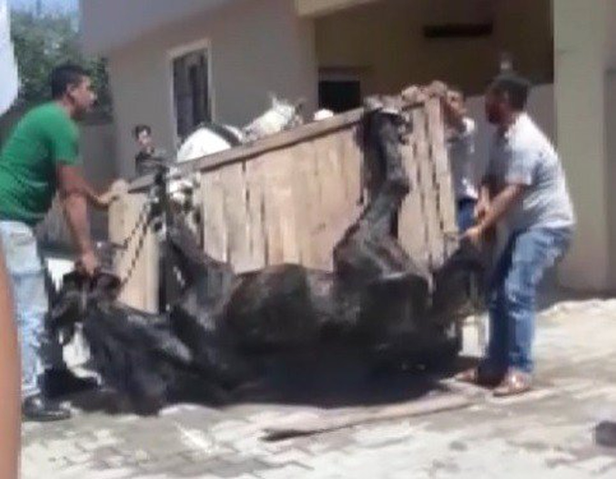 Hurda taşıyan at sıcak ve yorgunluktan bayıldı