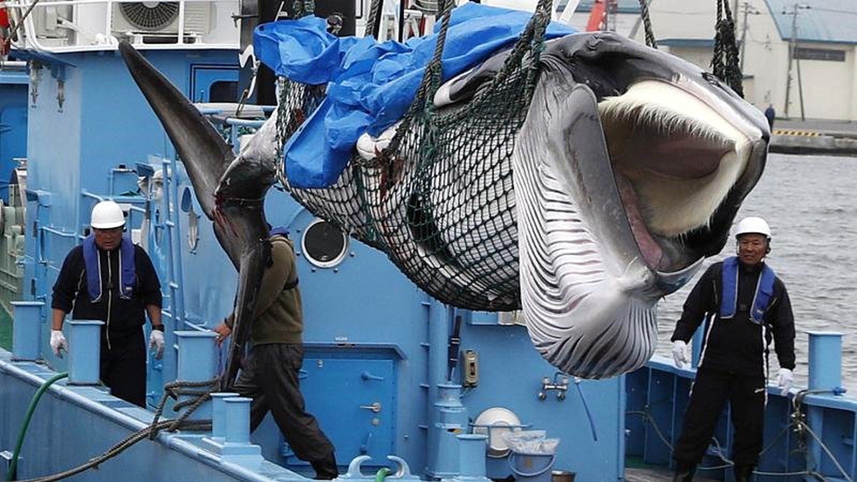 Japonya\'da 30 yıllık yasağın kalkmasının ardından balina avı başladı