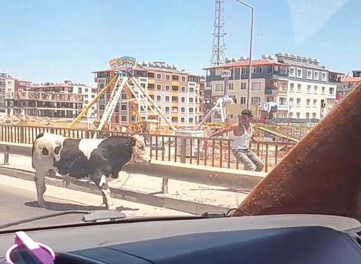 Kaçan dana karayolunu birbirine kattı