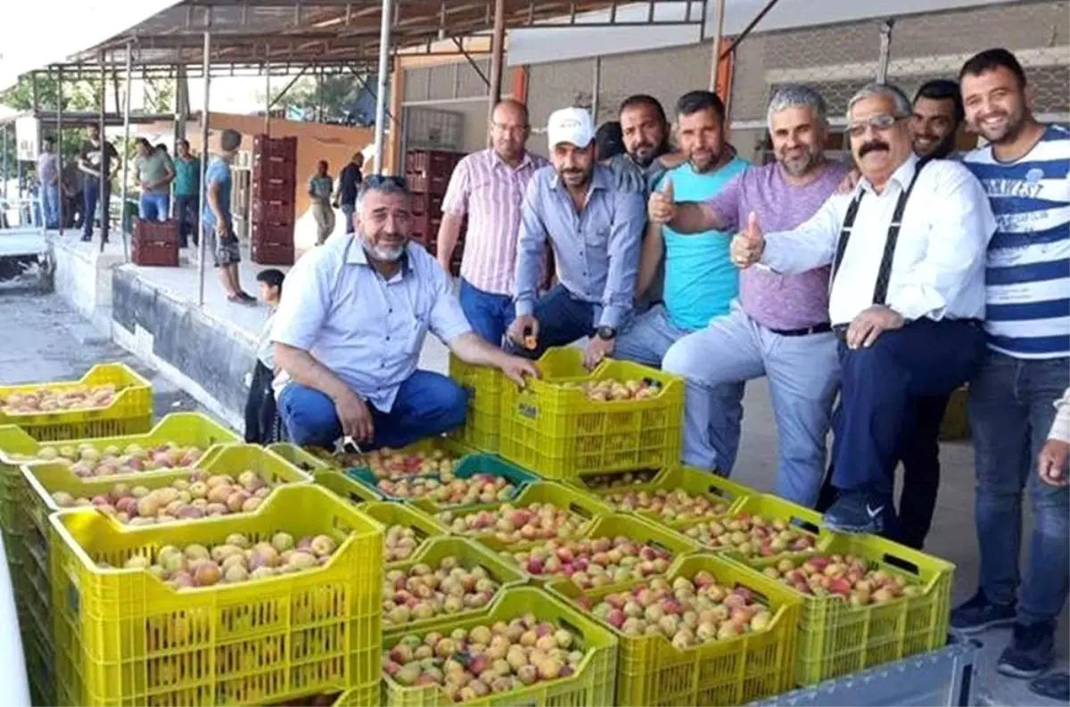 Kayısı üreticisi sezonu mutlu bitirdi