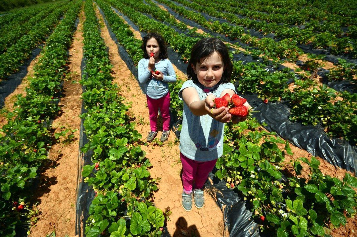 Konya\'da 2020 Yılı Tarımsal Destekleme başvuruları başladı