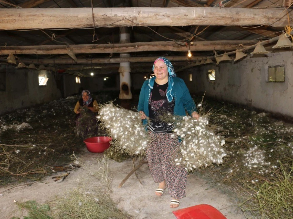 Bolu\'da ipekböceği yetiştiren köylüler 45 günde 20 bin lira kazanıyorlar