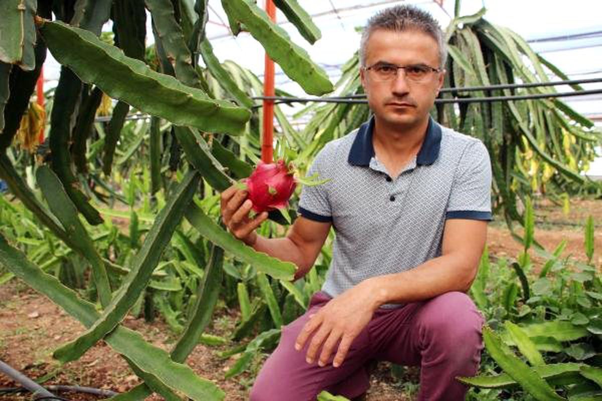 Sebzeyi bıraktı, ejder meyvesi üretimine başladı
