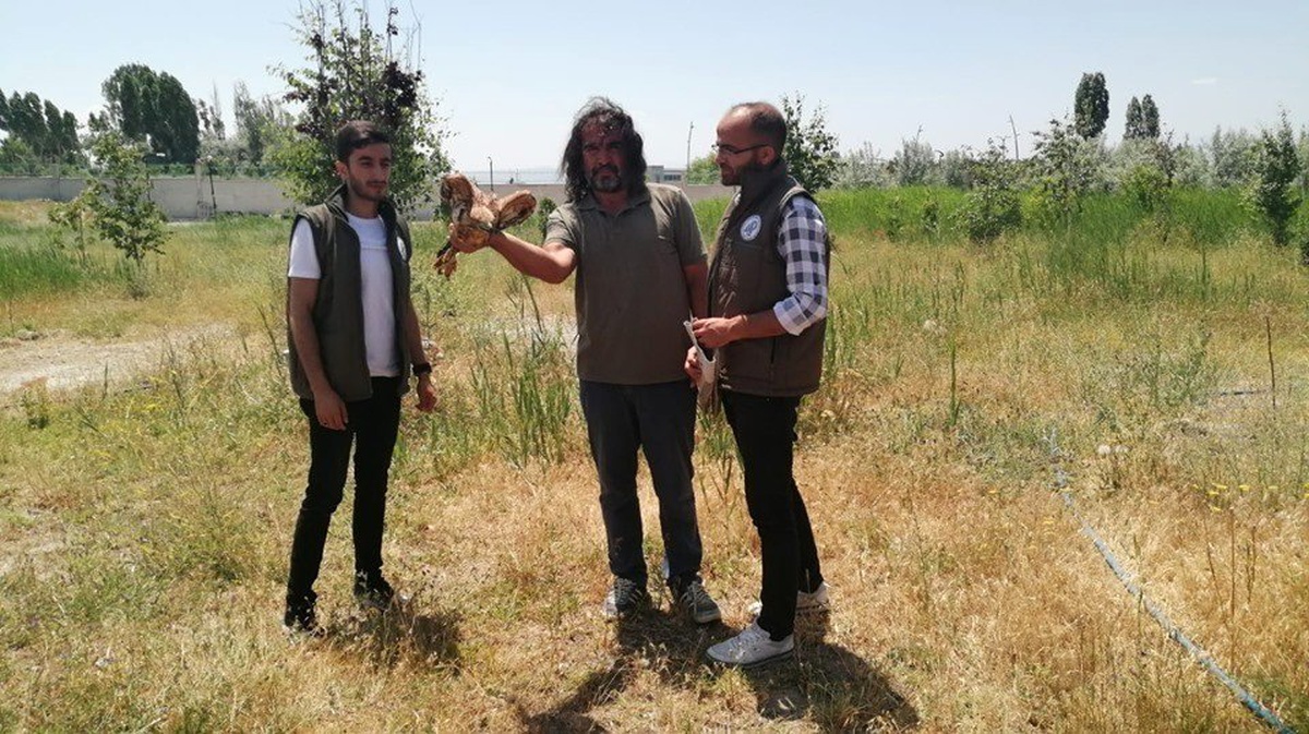 Tedavileri tamamlanan 2 kızıl Şahin doğaya bırakıldı