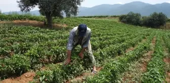 Yerli biberin tadı yıllardır değişmedi