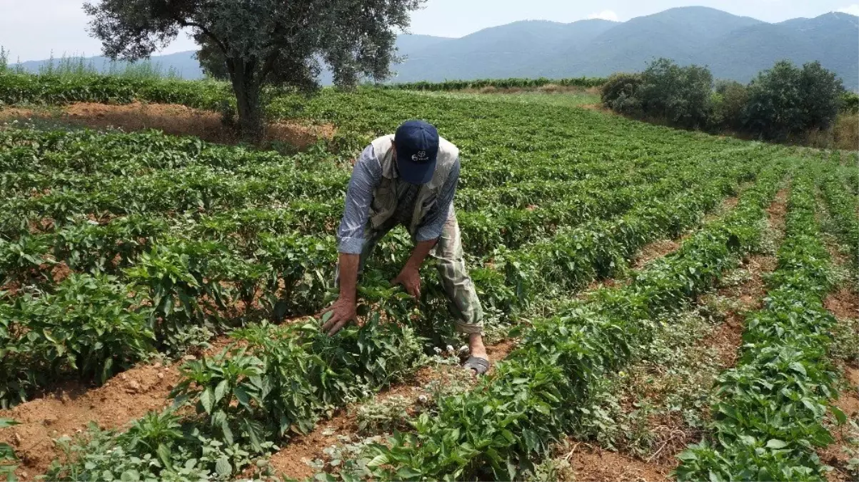 Yerli biberin tadı yıllardır değişmedi