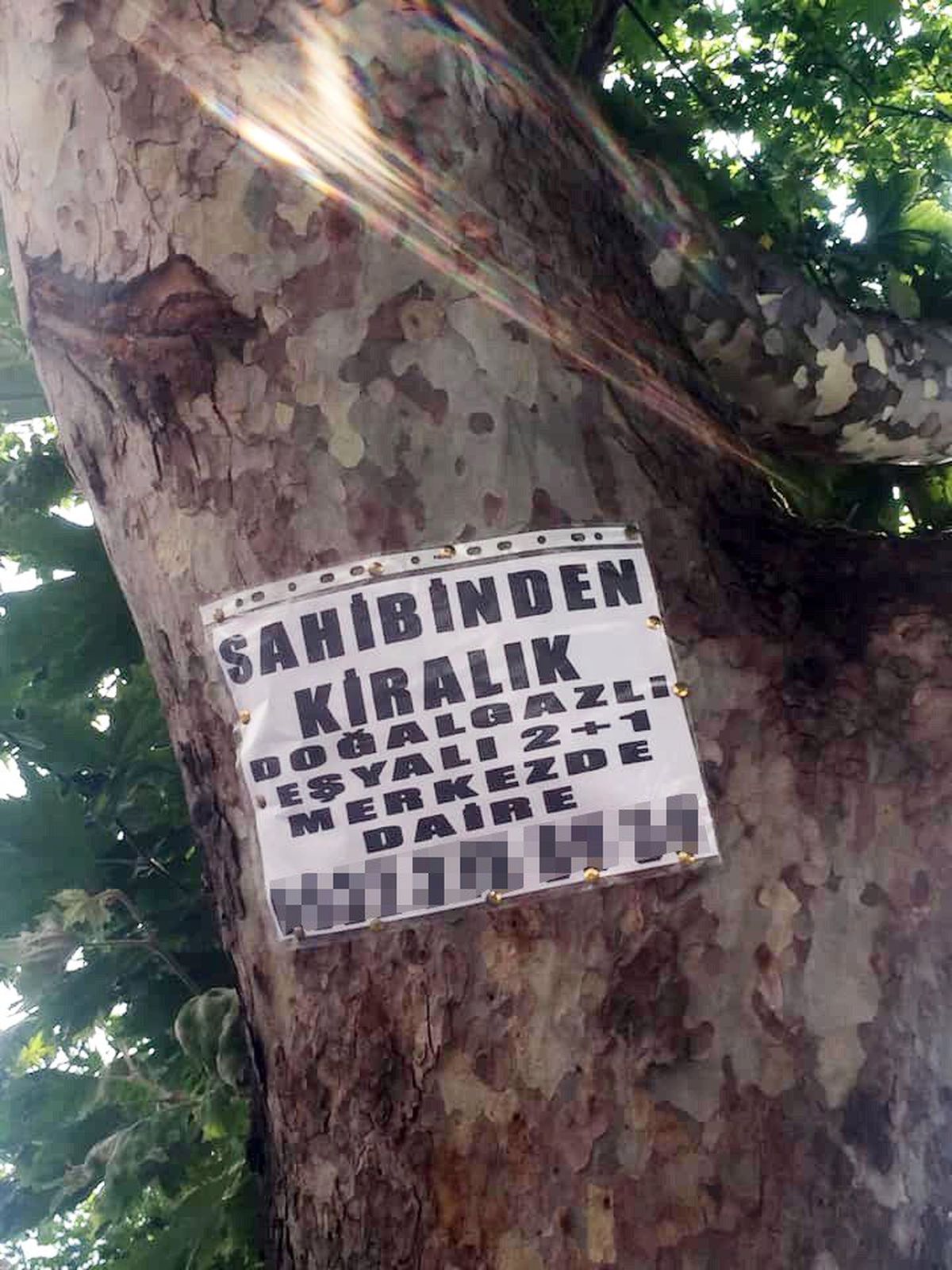 Ağaçlara asılan ilanlar zarar veriyor