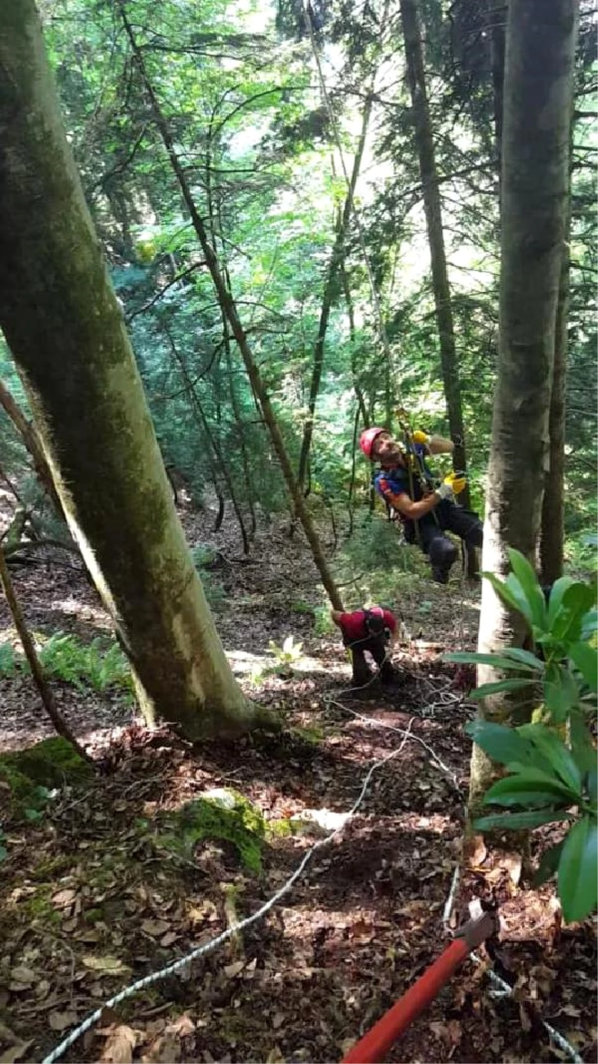 Ağaçta mahsur kalan paraşütçüyü AFAD ekipleri kurtardı