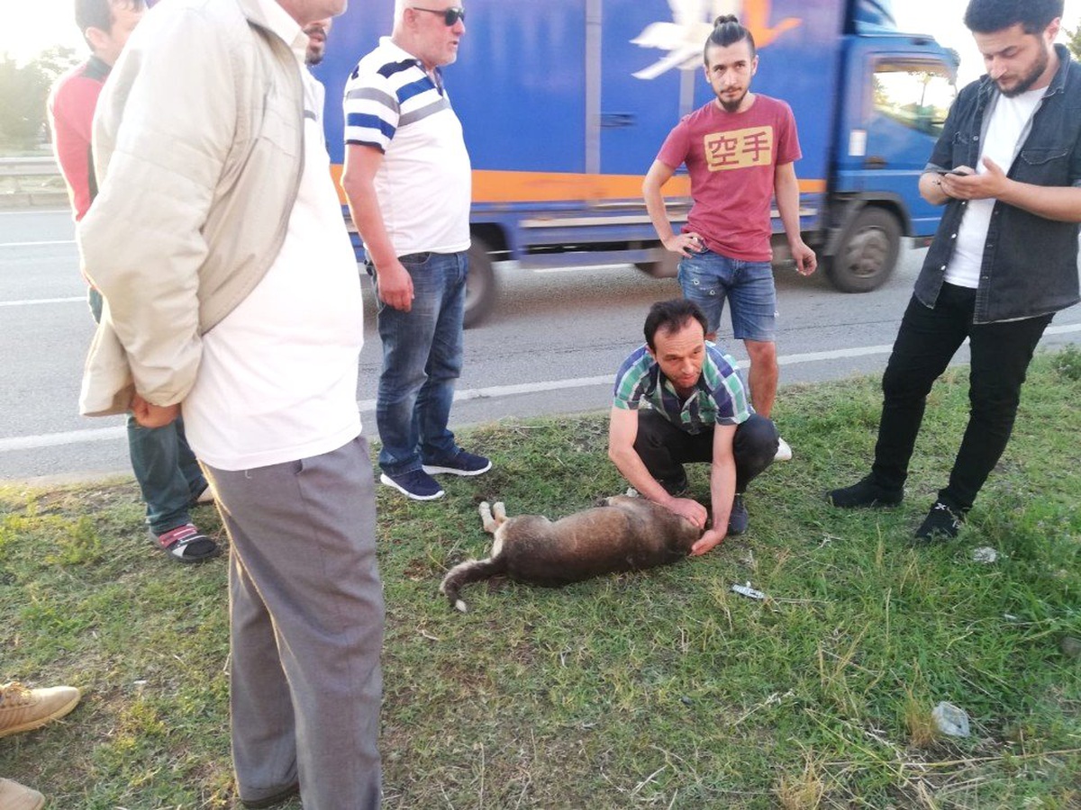 Çarptığı köpeği geri dönüp veterinere götürdü