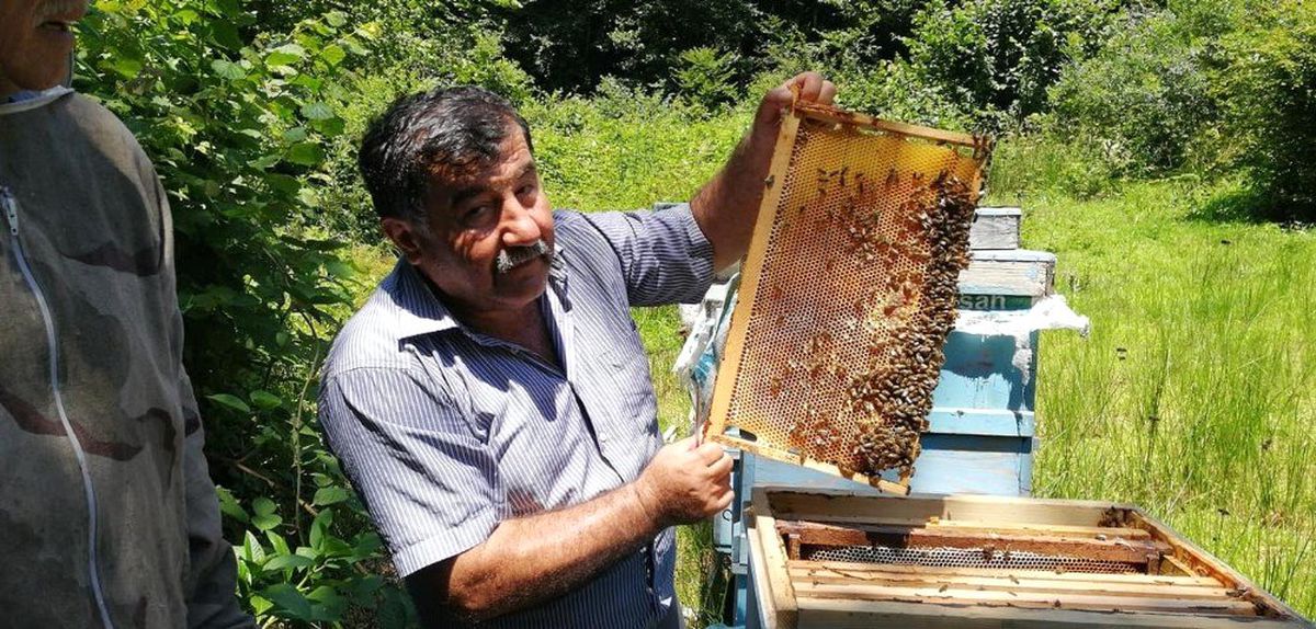 Düzce\'de Kestane Balı hasadı başladı