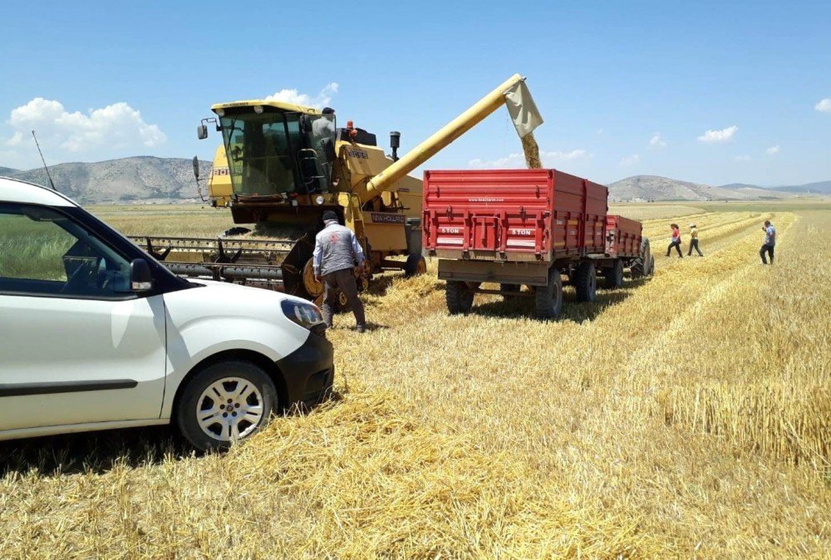\'Hububat Timleri\' iş başında, fazla dane kaybını önleyerek, biçerdöver ihlallerine yaptırım...