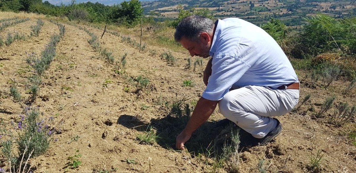 İnegöl Beleddiyesi\'nden tıbbi aromatik bitki yetiştiriciliğine destek